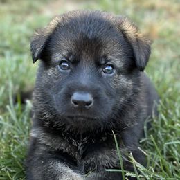 Boy 2 - Sable German Shepherd puppy in Little Rock, Arkansas from Vom Gonza German Shepherds