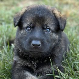 Boy 2 - Sable German Shepherd puppy in Little Rock, Arkansas from Vom Gonza German Shepherds