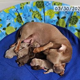 Girl 1 - Fawn (Isabella) female Dachshund puppy in Sarasota County, Florida from Donna's Mini Joys
