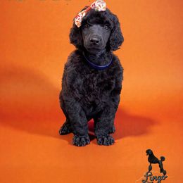 Star - Black female Poodle puppy in Nederland, Texas from Lingo Standard Poodles