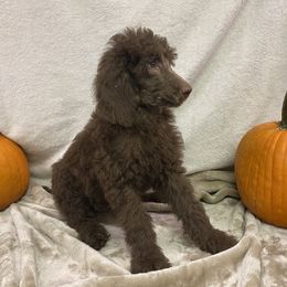 Poodle Puppies from Marion Standard Poodles