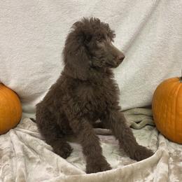Poodle Puppies from Marion Standard Poodles