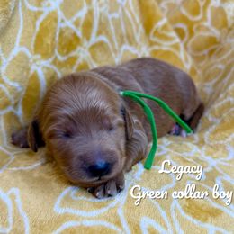 Legacy - Red  male Goldendoodle puppy in Orangevale, California from Ugly Dad Doodles