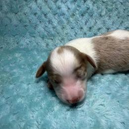 Twix - Dapple female Dachshund puppy in Jarales, New Mexico from Poker Paws Dachshunds