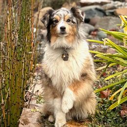 Timmy - Miniature Australian Shepherd