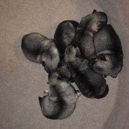 Boy 2 - Black and silver male Keeshond puppy in Fayetteville, Tennessee from Erbekees-Keeshonden