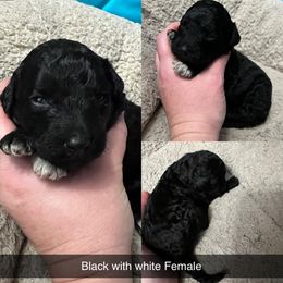 Bernedoodle, Cockapoo, and Goldendoodle Puppies from Clad Doodles