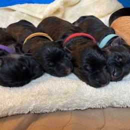 German Shepherd Puppies from Silver Knight Shepherds