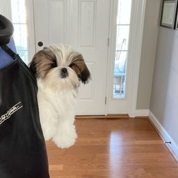 Shih Tzu Puppies from Valstons Shih Tzu