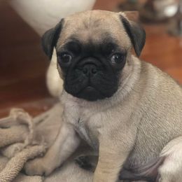 Pugs from Pugutopia Farm
