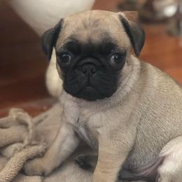 Pugs from Pugutopia Farm