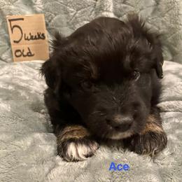Ace - Black tri-color male Australian Shepherd puppy in Wisconsin Dells, Wisconsin from Nicara kennel
