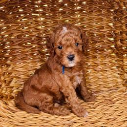 Baron - Red  male Goldendoodle puppy in Wharton, Texas from Little Fur Friends