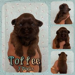 Toffee - Red male Shih Tzu puppy in Yelm, Washington from Lala's All Star Shih Tzu