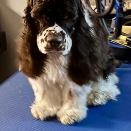 Arkyn - Cocker Spaniel