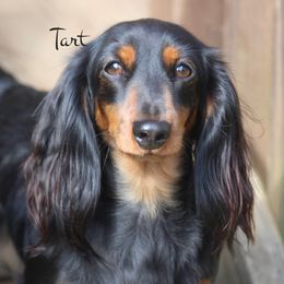 Tart - Dachshund