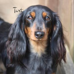 Tart - Dachshund