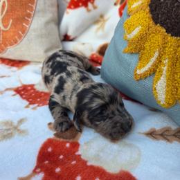 Dapple girl 2 - Dapple female Dachshund puppy in West Plains, Missouri from Spring Creek Dachshunds