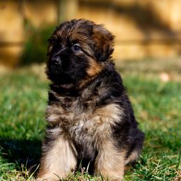 Calloway (Callie) - Black and red female German Shepherd puppy in Apex, North Carolina from Milestone GSDs