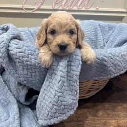 Pearl - Cream female Goldendoodle puppy in Rochester, Massachusetts from Petal Perfect Puppies