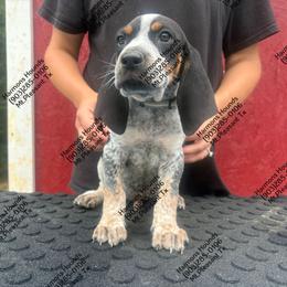 Ruger - Blue ticked and tan male Bluetick Coonhound puppy in Mount Pleasant, Texas from Harmons Hounds