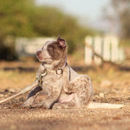 (DEAF) Vermithor - Red mottled male Australian Cattle Dog puppy in Marana, Arizona from Impact 3rd Australian Cattle Dogs