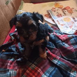Boy 3 - Black and tan Yorkshire Terrier puppy in Redford Township, Michigan from Childress Yorkies