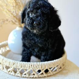 Simon - Black and white male Cavapoo puppy in Danielsville, Georgia from Meg's Doodles and Poodles