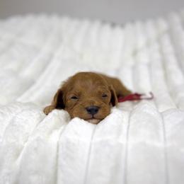 Apple - Red female Cavapoo puppy in Queen Creek, Arizona from Dulcito Doodles