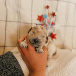 Thomas - Apricot male Goldendoodle puppy in Yukon, Oklahoma from Bows & Ties Doodles
