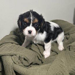 Loretta - Tri-color female Cavalier King Charles Spaniel puppy in Port Barre, Louisiana from Bayou Cavaliers