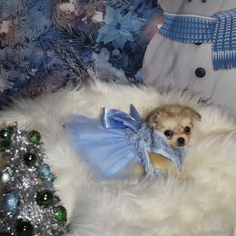 Grace - Black sabled silver female Chihuahua puppy in Gloucester, Virginia from Charlotte's Web of Chihuahuas