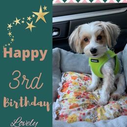Companion Cross, Maltese, Morkie, and Yorkipoo All Grown Up from MC Kennels