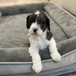 Comet - Chocolate male Goldendoodle puppy in Sugarcreek, Ohio from True Hearted Doodles