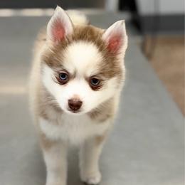 Odie - Lavender male Pomsky puppy in Magnolia, Texas from Solace Shelties and Pomskies