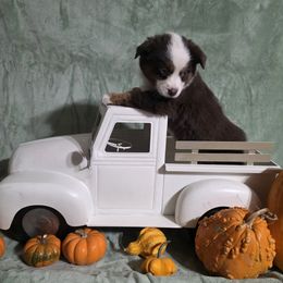 Tessa - Red tri female Miniature Australian Shepherd puppy in Copperas Cove, Texas from Hidden Leaf Aussies