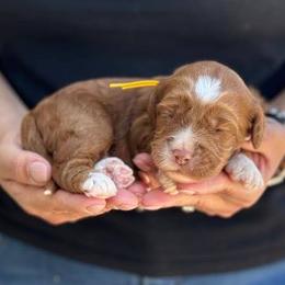 Polka Dot - Caramel female Australian Labradoodle puppy in Morgan Hill, California from Loving Labradoodles