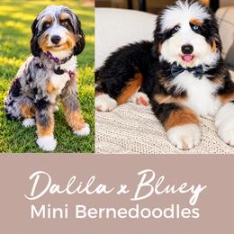 Bernedoodle puppies from Fleury Farm Doodles NC