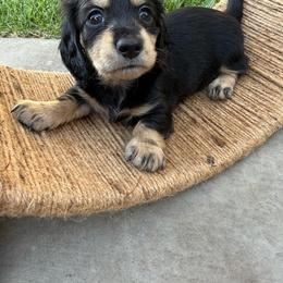 Black and tan longhair female (hot pink collar) - Black and tan female Dachshund puppy in Manteca, California from Sweet and Low Dachshunds