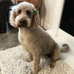 Goldendoodles, Labradoodles, and Sheepadoodles from The Parrish Doods