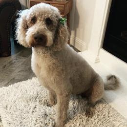 Goldendoodles, Labradoodles, and Sheepadoodles from The Parrish Doods