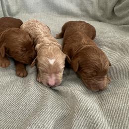 Girl 6 - Red  female Goldendoodle puppy in Glendale, Arizona from Follow Your Bliss Doodles