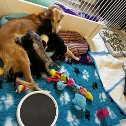 Silken Windhound Puppies from Regalant Silken Windhounds