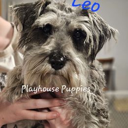 Leo - Miniature Schnauzer