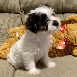 Maltipoo, Morkie, and Yorkipoo Puppies from Danza Bolo