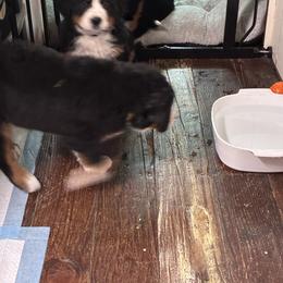 Bernedoodle and Bernese Mountain Dog Puppies from Aunt-T’s Australian Shepherds