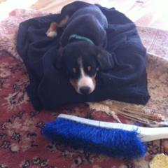 Entlebucher Mountain Dog Puppies from Bar TT Ranch Entlebuchers