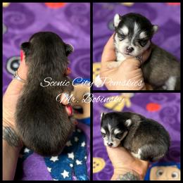 Mr Bobinsky - Black and white male Pomsky puppy in Rossville, Georgia from Scenic City Pomskies