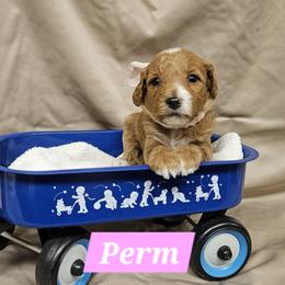 Perm - Red  female Goldendoodle puppy in Flat Rock, North Carolina from Sukisdoodles