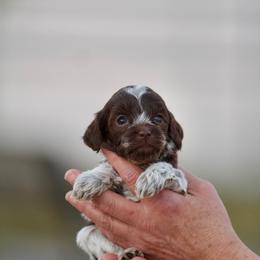 Shae - Chocolate female Australian Labradoodle puppy in Milton, Florida from Sutton Place Doodles
